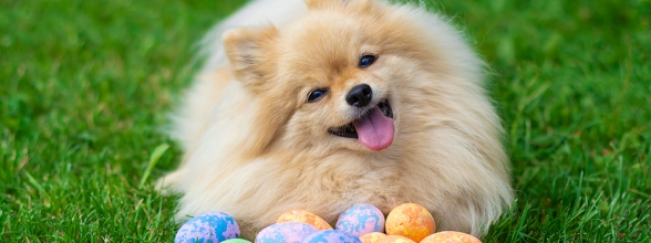 Festliche Ostern: Genieße ein Ei mit deinem Hund