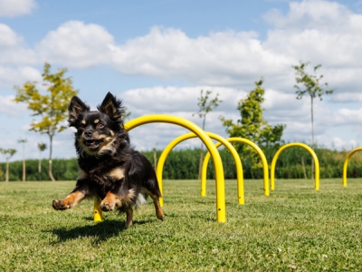 Trainingsbögen im 4er-Set inklusive Aufbewahrungstasche