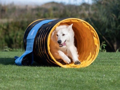 Agility-Tunnel / Hundetunnel 2 Meter