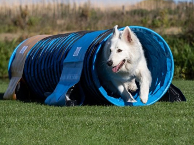 Agility-Tunnel / Hundetunnel 4 Meter