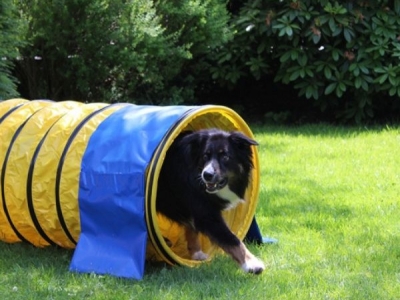 Agility-Tunnel 5 Meter, Durchmesser 60 cm, gelb, für den Freizeitgebrauch, inkl. 2 Gewichtsbeuteln und Tasche