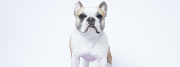 Tipp: Sieh dich selbst durch die Augen deines Hundes