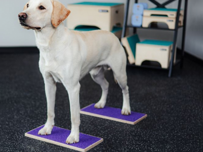 Small Wooddog Target 30 cm